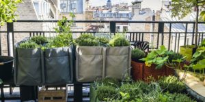 Cultiver sur balcon, terrasse et petit surface