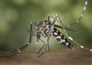 Piqûres d’insectes : les remèdes naturels de grand-mère pour soulager rapidement et efficacement
